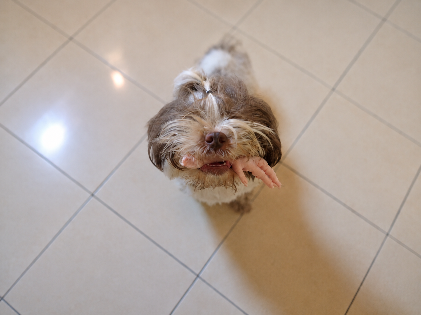 Ozzy segurando pés de galinha, seu alimento favorito